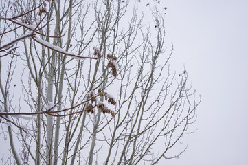 snow-covered branches and trees in the city park,