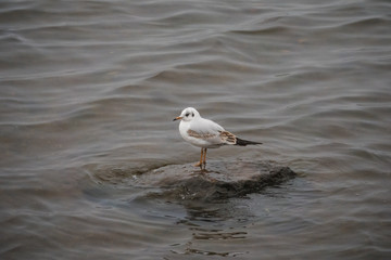 Young lonely seagull on a stone