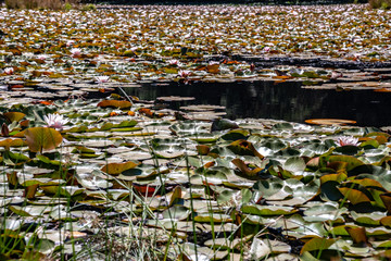 Lotus flowers with their leaves floating on a lake