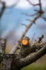 Pruning orchard trees