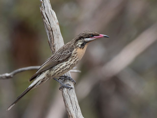 Spiny-cheeked Honeyeater (Acanthagenys rufogularis)
