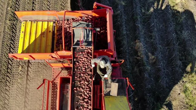 aero top view. Farm machinery Harvesting fresh organic potatoes in an agricultural field. coupled with a tractor, Red colored potato harvester, digs up and gently places potatoes in special container