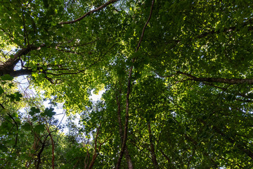 Up to the tree top shot from below