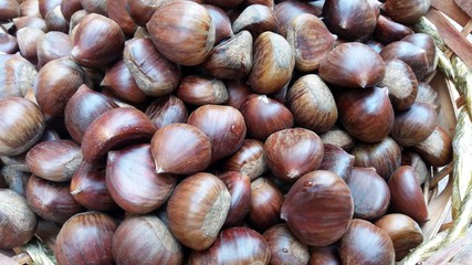 castagne crude raccolte nel cestino
