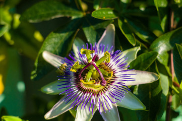 passion flower Passiflora caerulea Passionflower against green garden background