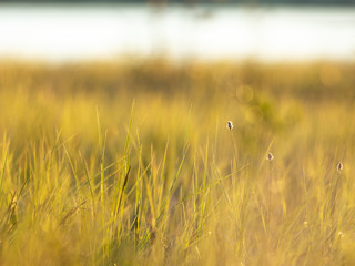 Photo of grass at sunset. Nature background