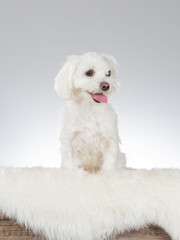 Maltese dog portrait. Image taken in a studio with white background.