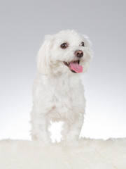 Maltese dog portrait. Image taken in a studio with white background.