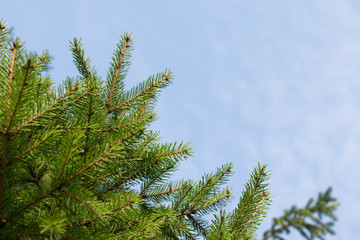 Background a texture furry tree branches for a Christmas card