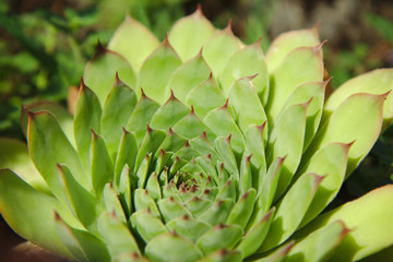 Fototapeta premium Lotus Unfolding Petals