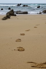 rocks in the beach