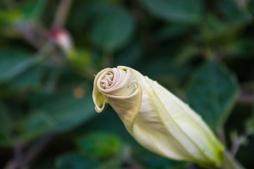 Devil's Trumpet, Datura metel, in the garden, close up.