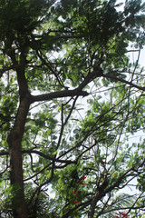 Tree top low angle view
