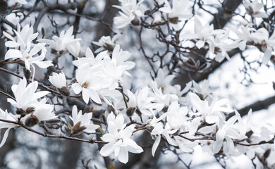 Beautiful White Magnolia Flowers Blossom on Magnolia Tree in Garden, Spring Winter Time, Toned Photo 