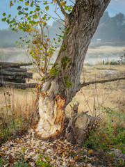 Biberspuren am Baum