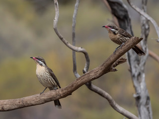 Spiny-cheeked Honeyeater (Acanthagenys rufogularis)