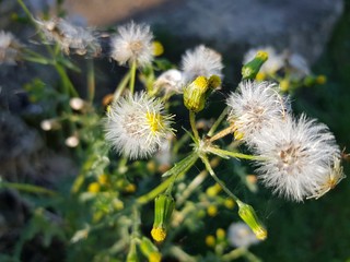 Dandelions close up