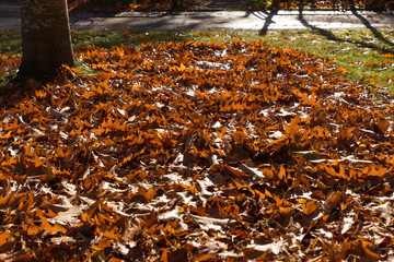 Oak leaves