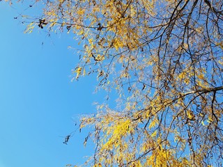 Autumn tree against blue sky