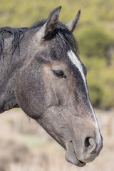 Obraz premium Wild Horse Portrait