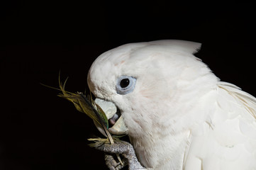 Biała papuga - obrazy, fototapety, plakaty