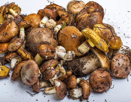 fresh edible forest mushrooms
