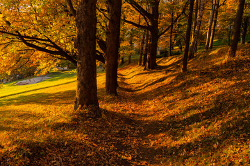 Fototapeta premium Autumn trees in sunny autumn park lit by sunshine - sunny autumn landscape in bright sunlight