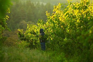 Picking cherries in the morning 