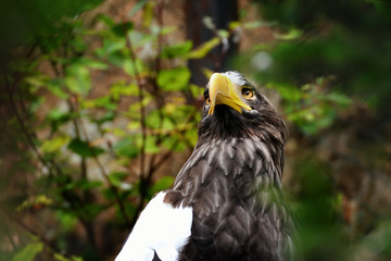 Eastern eagle sitting on tree