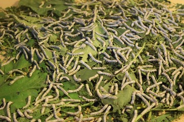 green grass background