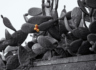 fichi d'india in autunno foto Monorato