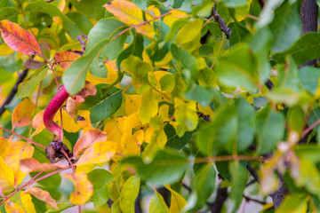 Bonito conjunto de un frondoso bosque que muestra todo su colorido a traves de sus hojas y frutos 