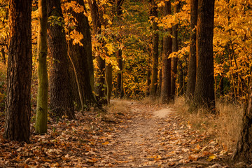 Beautiful autumn scene. Path leading among trees. Colorful leaves lit by setting sun. Warm tones,...