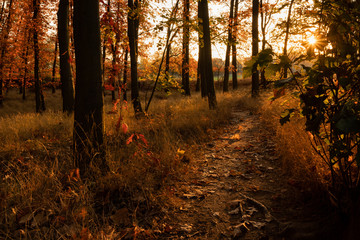 Obraz premium Warm sunset in a forest. Gorgeous indian summer light, colorful autumn leaves. Peaceful scene with trees and path leading through. Pleasure to be outside during this season. Amazing time of the year.