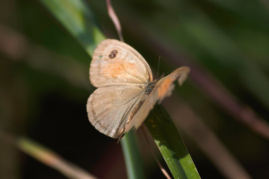 Meadow Brown Butterfly (maniola jurtina) With Broken Wing Perched On Grass Blade