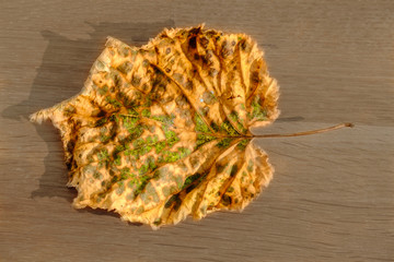 Buntes, herbstliches Blatt mit Resten von Blattgrün