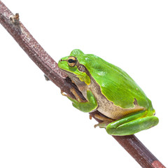 Clambering Green European Tree frog