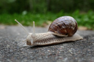 Snail