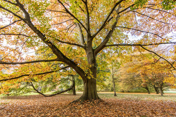 buche im herbst