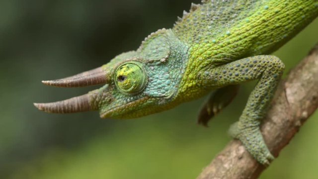 Jackson's chameleon (Trioceros jacksonii or chamaeleo jacksonii jacksonii) adult male resting on branch