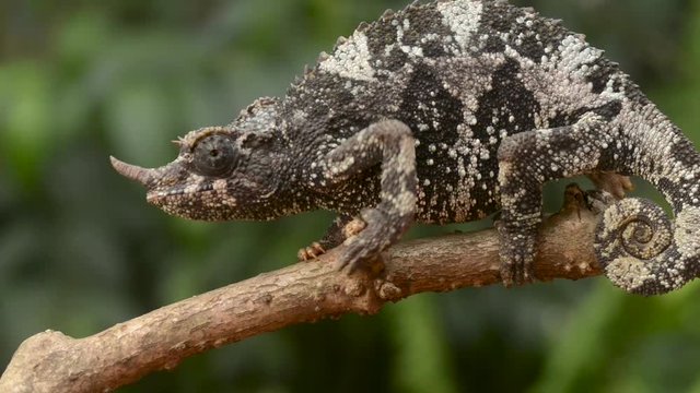 Jackson's chameleon (Trioceros jacksonii or chamaeleo jacksonii jacksonii) adult female resting on branch
