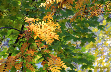 Autumn leaves rowan in a forest or in a park. Colorful background. Autumn blurred background. Selective focus, side view, place for text.