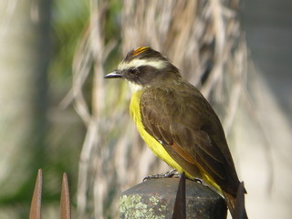 yellow bird