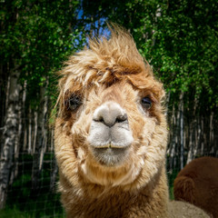 portrait of a lama