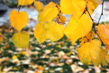 Autumn leaves in the forest or in the park are lit by the sun. Colorful background. Autumn blurred background. Selective focus, side view, place for text.