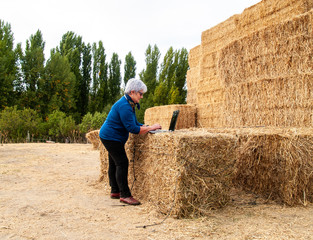 Naklejka na ściany i meble An entrepreneur senior woman working outdoor on a farm with a laptop over a hay bale