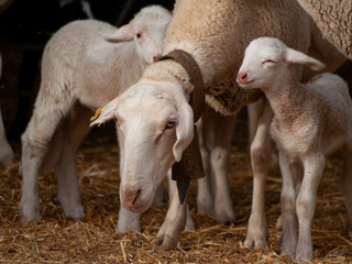 A flock of sheep, lambs and rams on a farm feeding