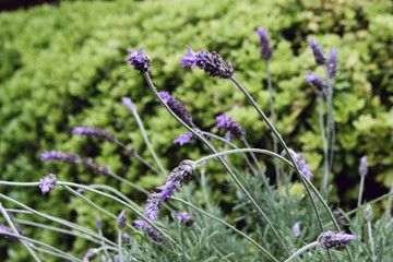 lavanda