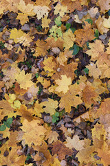 Fall background. Yellow maple leaves on forest ground texture