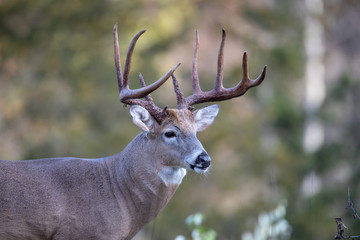 Naklejka na ściany i meble A very large buck whitetail deer looking alert.